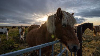 horses in the field
