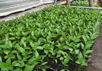Growing sweet pepper seedlings in a greenhouse