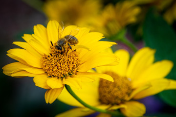Blume und Biene