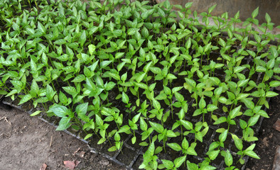 Growing sweet pepper seedlings in a greenhouse