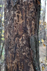 Fototapeta premium trunk of a tree