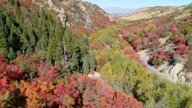 Flying through canyon over colorful tree tops in Fall in Santaquin Canyon Utah.