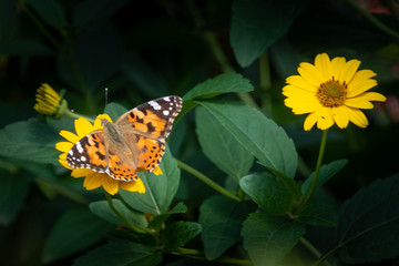 Blume und Schmetterling