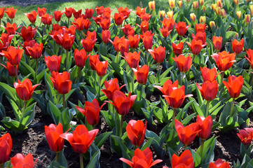 Tulips in the Keukenhof Park, Netherlands