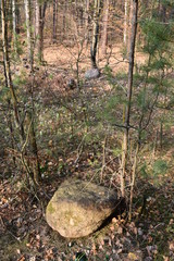 boulder in the forest