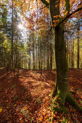 Sonne die durch den Wald im Herbst scheint