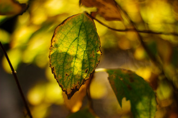 Obraz premium autumn leaves on blue background
