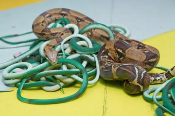 Green feather snakes. A snake with a gray spit . artificial and real snakes on a yellow background .