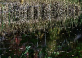 Abstract swamp reflections