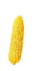 Raw sweet corn cob on white background