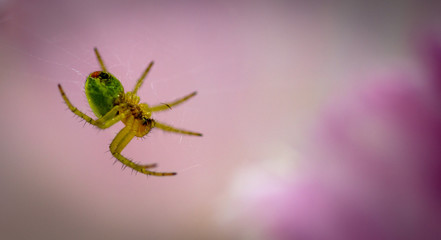 Spider in a Tulip (closer)