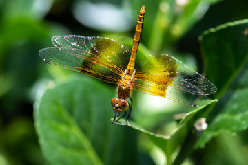Beautiful Orange Meadowhawk Macro