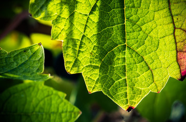 feuille verte de vigne en macro