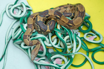 Green feather snakes. A snake with a gray spit . artificial and real snakes on a yellow background .