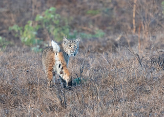 Bobcat Lookback at Point Reyes National Seashore, California