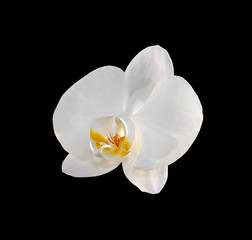 Beautiful white orchids isolated on a black background