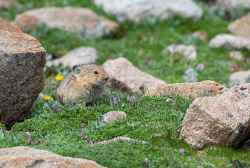 A Cute Pika Gathering Food for Winter