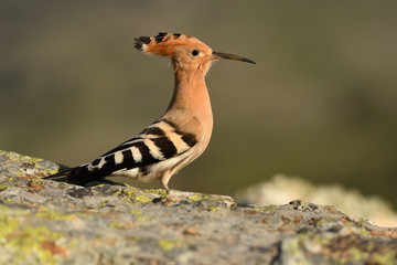abubilla posada en el campo