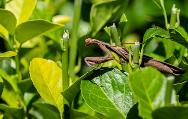 Praying Mantis Waiting for Next Victim