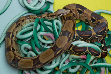 Green feather snakes. A snake with a gray spit . artificial and real snakes on a yellow background .