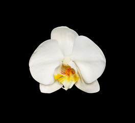 Fototapeta na wymiar Beautiful white orchid isolated on a black background