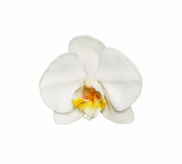 Naklejka na ściany i meble Beautiful white orchid isolated on a white background