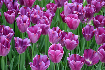 Obraz premium Tulips in the Keukenhof Park, Netherlands