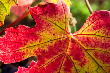 feuille de vigne automnale