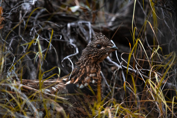 Ruffed Grouse in the Forest in Wyoming