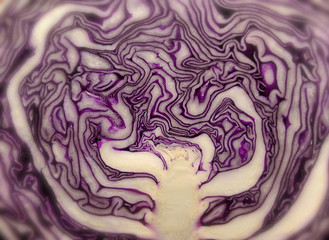 Texture background, very beautiful close up nature lilac cabbage