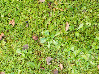 Background, texture of young mustard shoots