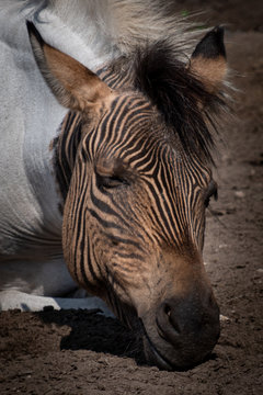 Zebrapferd