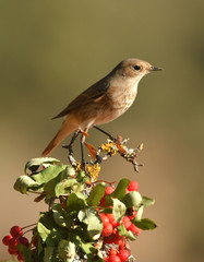 Colirrojo real posado en las ramitas de un arbol