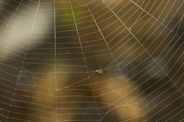Candlestick spider web on greenish and brown background