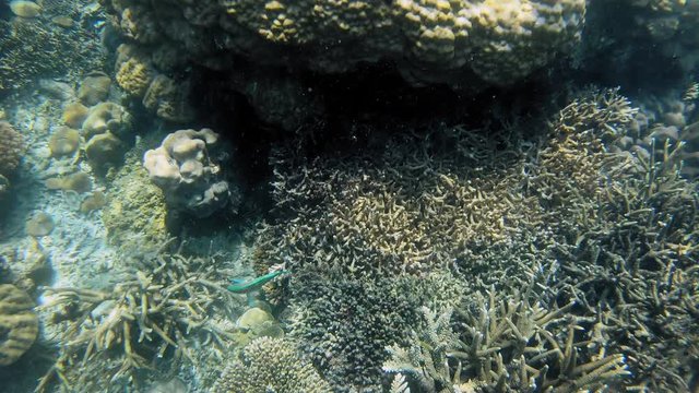Tropical fish and coral reef, underwater footage.