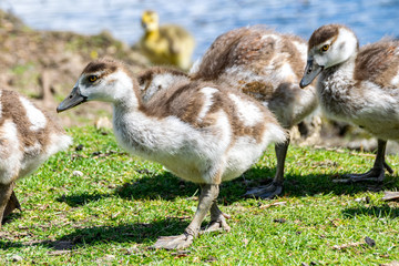 Young Egyptian Geese (alopochen aegyptiaca)