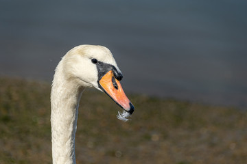 Mute swans (cygnus olor) on the River Crouch at South Woodham Ferrers, Essex, UK