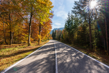 Obraz premium Landstraße die durch einen idylischen Wald im Herbst führt