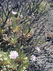 in der Wüste Teneriffas