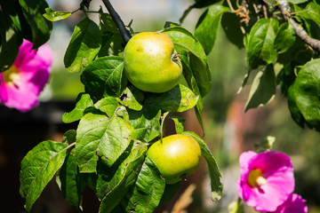 Autumn harvest: apples, grapes, against the background of autumn yellow leaves