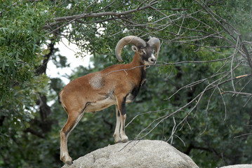 Muflón en la naturaleza