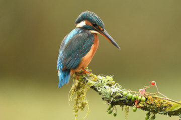 Martin pescador en sus posaderos habituales