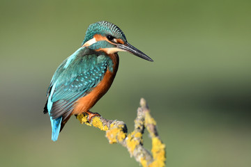 Martin pescador en sus posaderos habituales