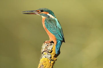 Martin pescador en sus posaderos habituales