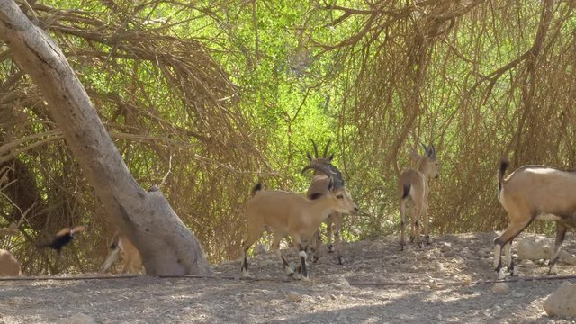 Large, male Nubian Ibex chases a rival fim his group of females