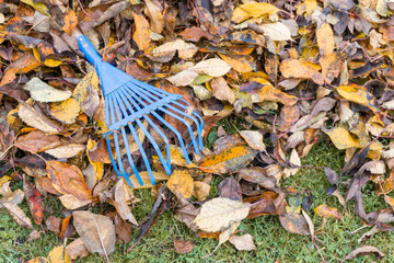Fall leaves with rake