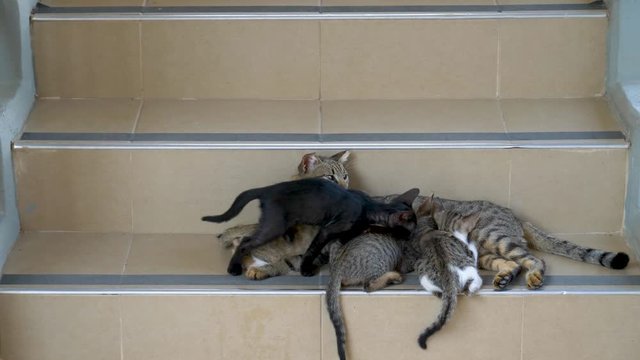 Feral cat nurses her litter on the steps in a public area - concept: love, bonding, motherhood, protect,