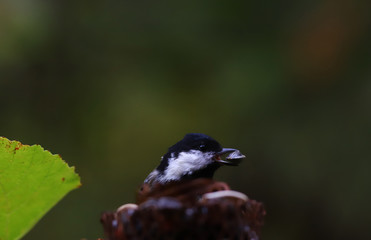 Coal Tit with a seed in its beak on a dark green background flies out from behind the feeder... 