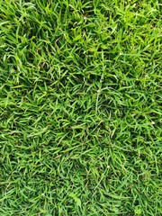 background of green grass