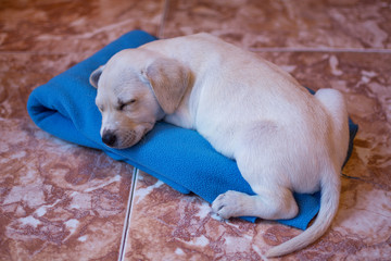 Adorable labrador retriever puppy dog, asleep on his blue blanket.